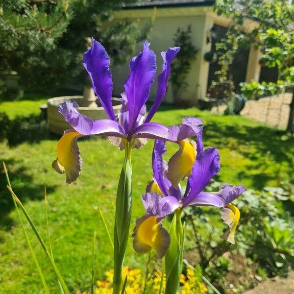 Iris spuria फूल