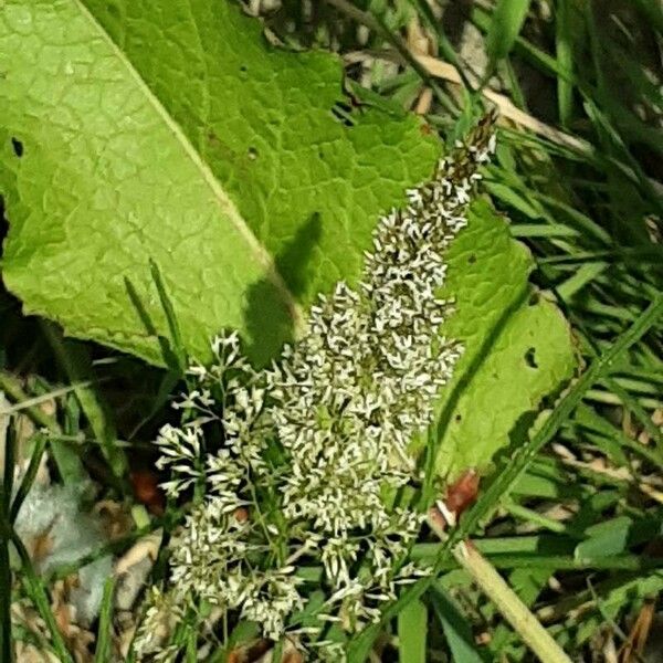 Agrostis stolonifera 花