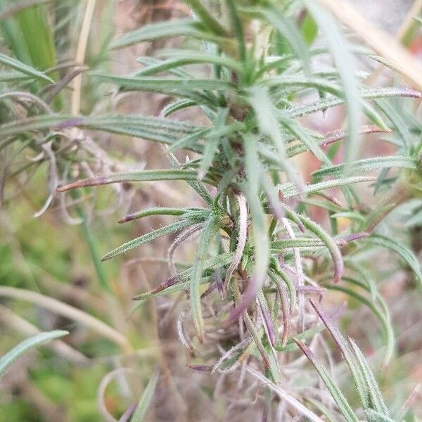 Plantago sempervirens Lehti