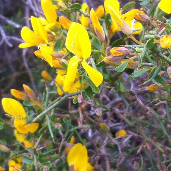 Genista salzmannii Flor