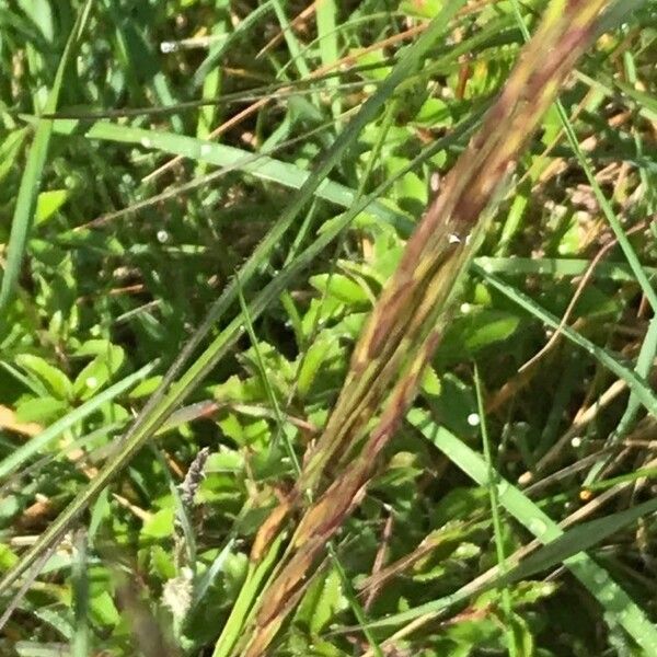 Bothriochloa ischaemum Blüte