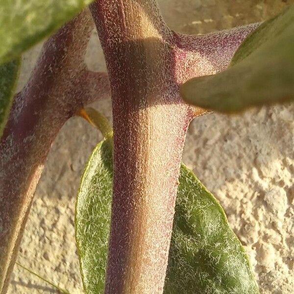 Capparis spinosa 樹皮