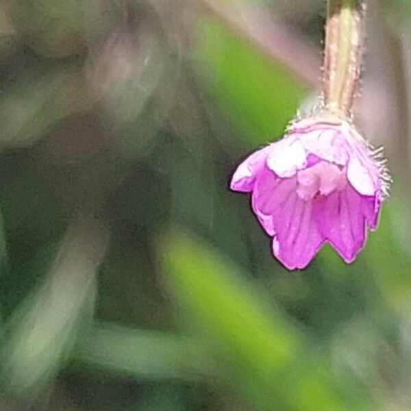 Epilobium parviflorum 花