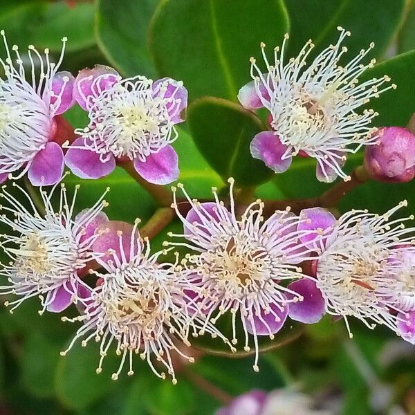 Syzygium ngoyense Flors