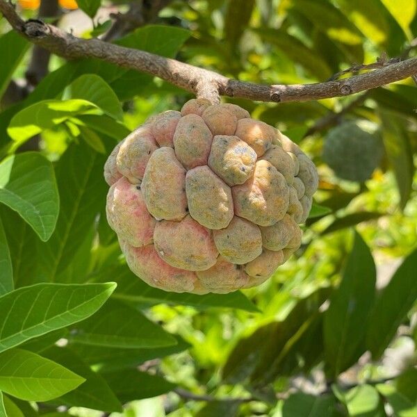 Annona squamosa ഫലം