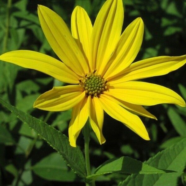 Helianthus divaricatus Blomst