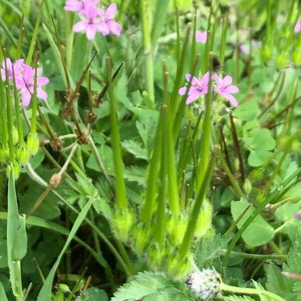 Erodium moschatum Frukt