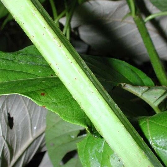 Uncaria tomentosa Bark