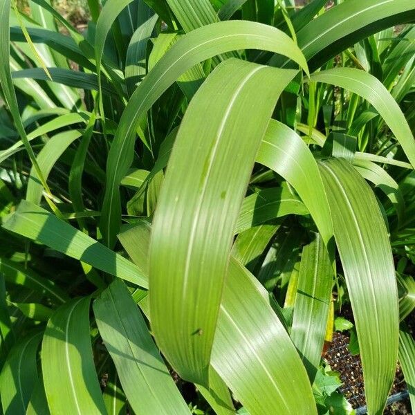 Sorghum halepense Folla