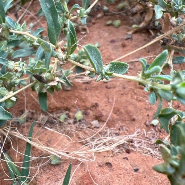 Atriplex semibaccata Deilen