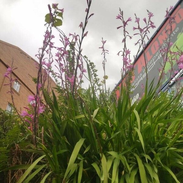 Watsonia borbonica Kwiat