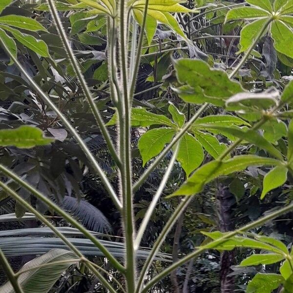 Cleome gigantea Habit