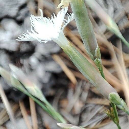 Dianthus arenarius Virág