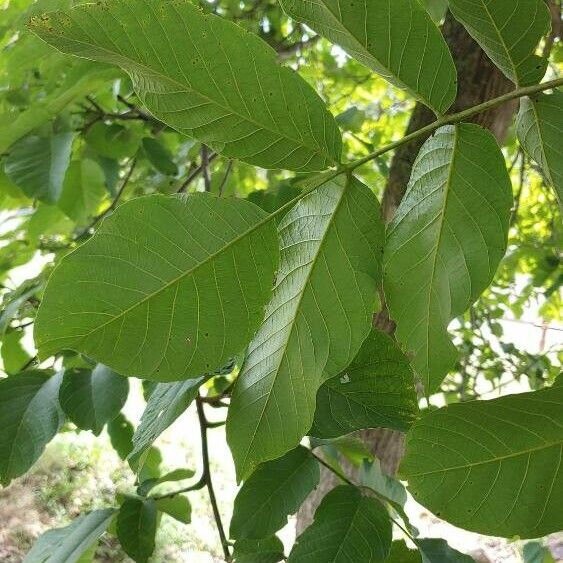 Juglans regia 葉