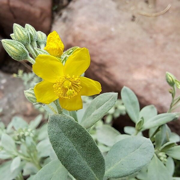 Helianthemum stipulatum Flower