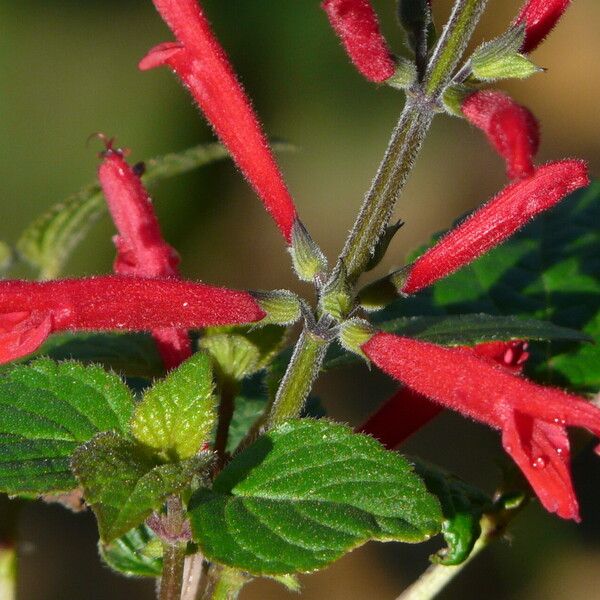 Salvia elegans Cvet