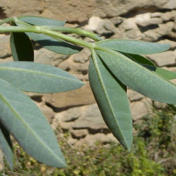 Anagyris foetida Fuelha