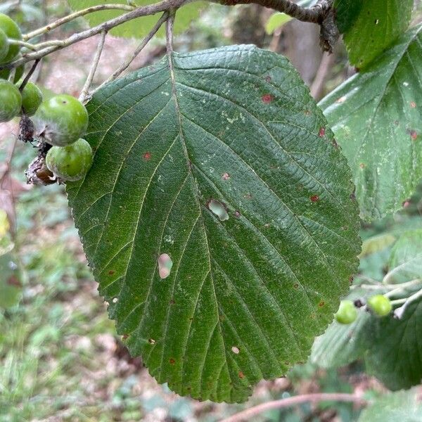 Aria edulis Leaf