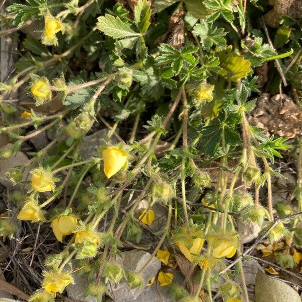 Potentilla crantzii Flor