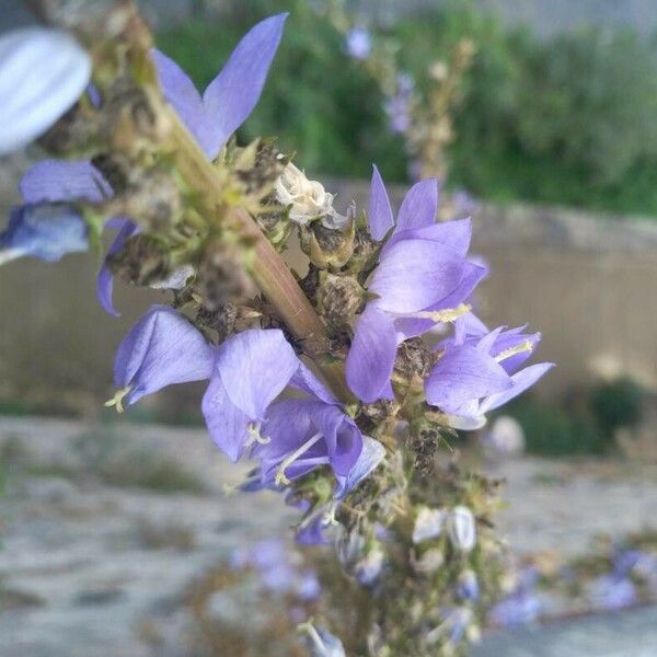 Campanula pyramidalis Blomst