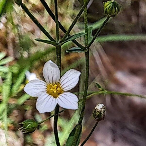 Linum catharticum Λουλούδι