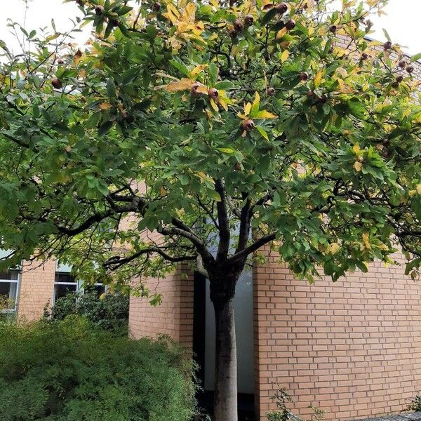 Crataegus germanica Diğer