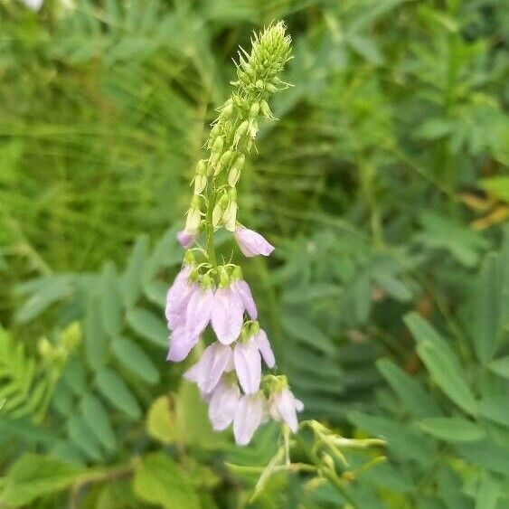 Vicia sylvatica Blüte