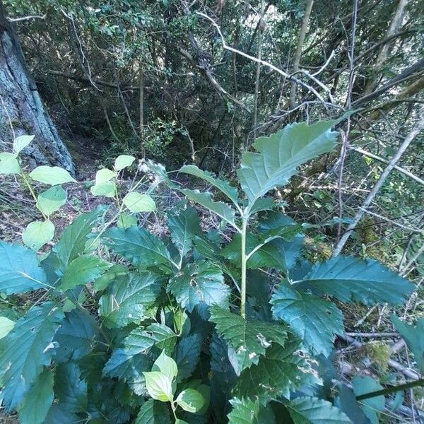 Hedlundia mougeotii Blad