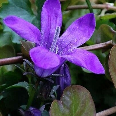 Campanula poscharskyana Blomst