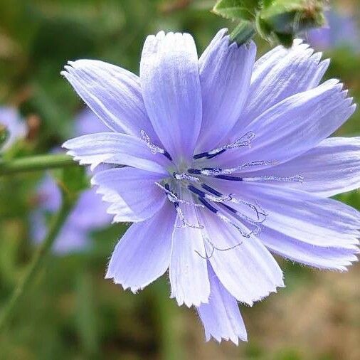 Cichorium endivia Flower