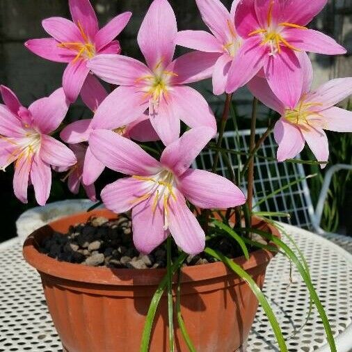 Zephyranthes rosea Floro