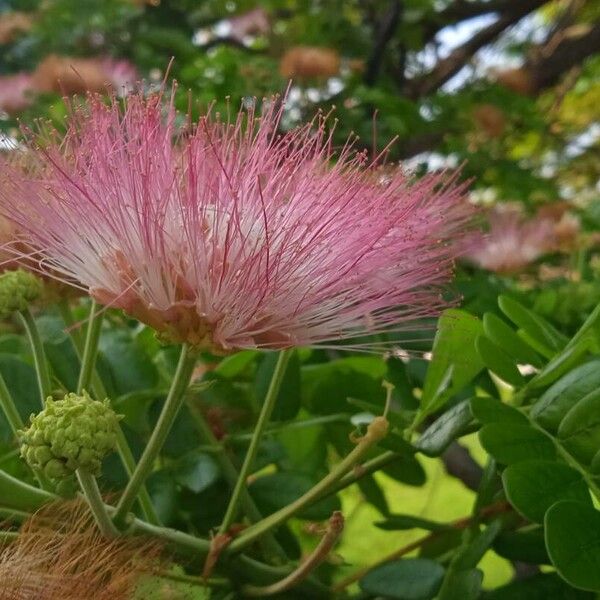 Samanea saman Flower