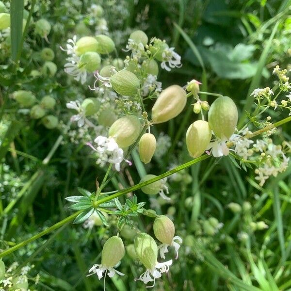 Silene vulgaris Cvet