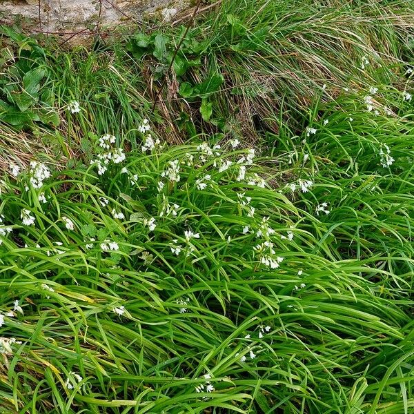 Allium triquetrum Habitus