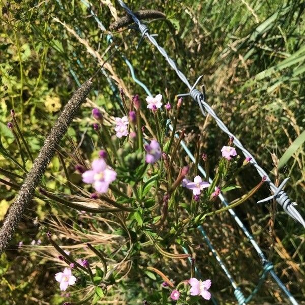 Epilobium parviflorum Habitat