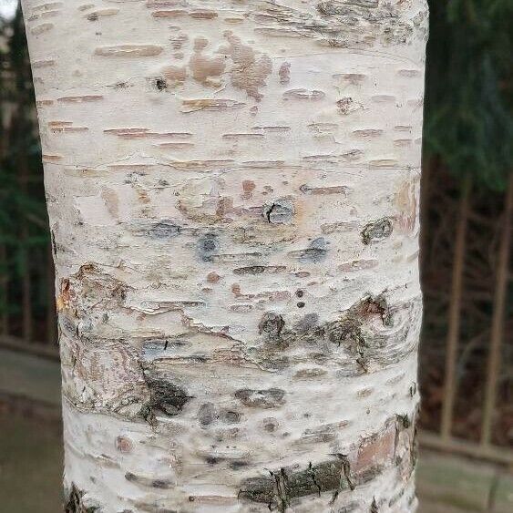 Betula nigra Ŝelo