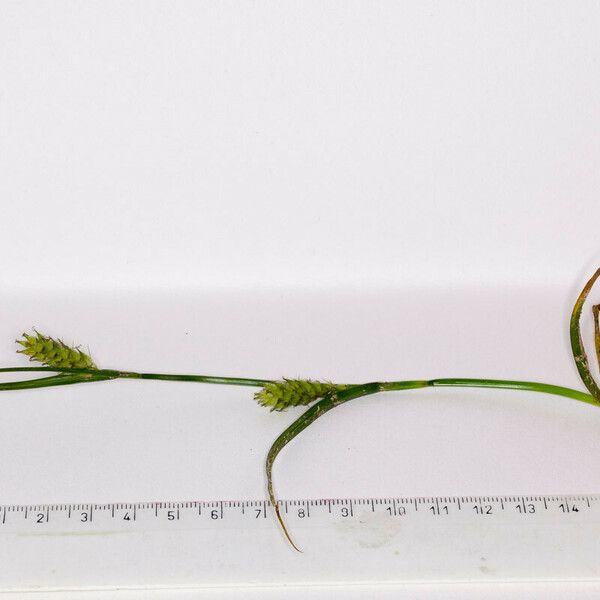 Carex hirta বাকল