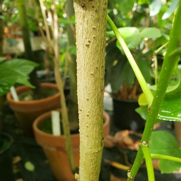 Gossypium barbadense Lubje