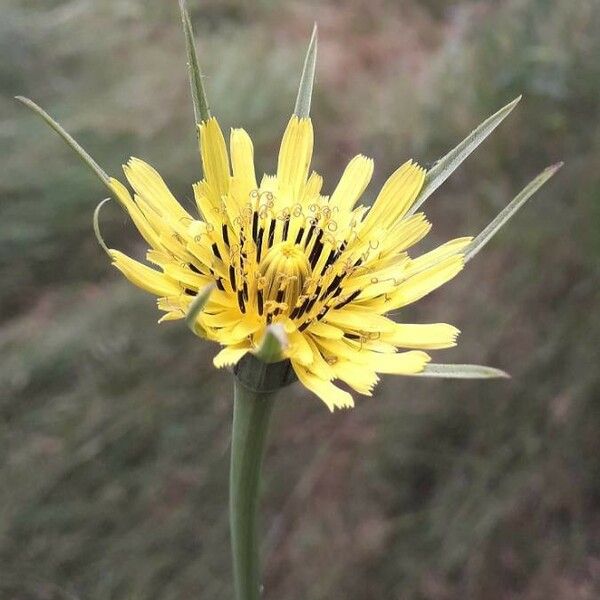 Tragopogon pratensis Flor