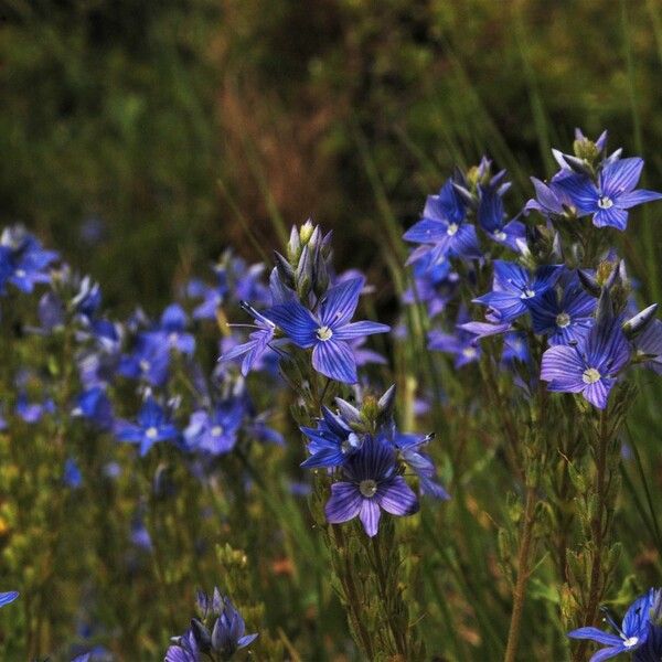 Veronica teucrium Blüte