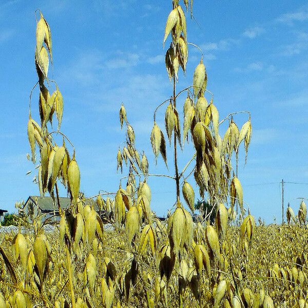 Avena sativa Frugt