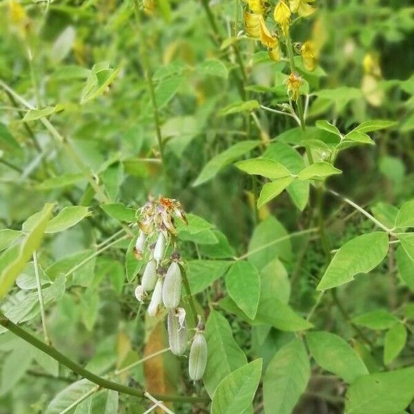 Crotalaria pallida Froito