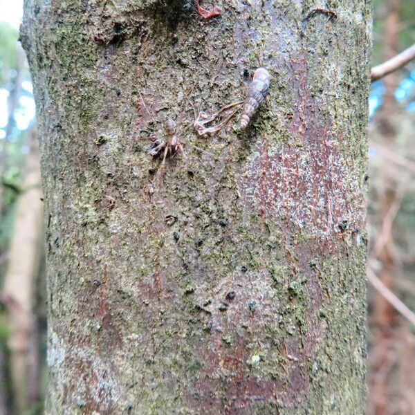 Acer pseudoplatanus Rinde