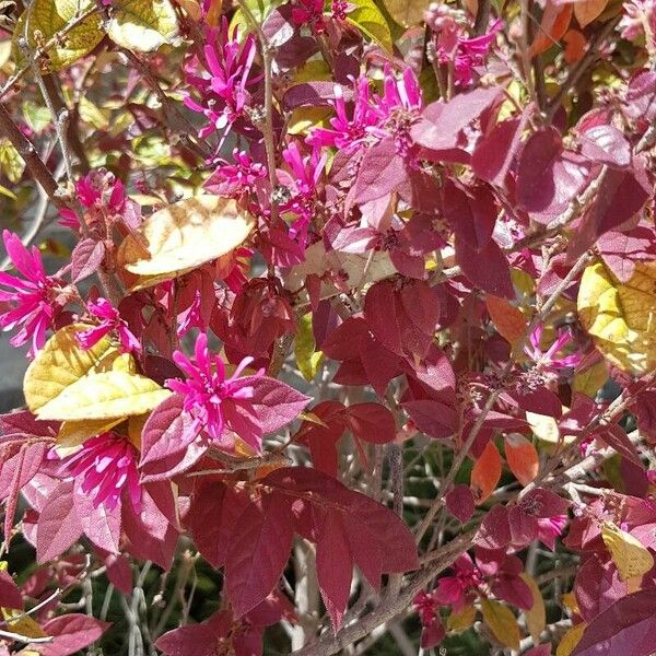 Loropetalum chinense Fleur