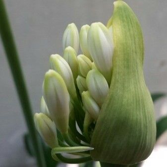 Agapanthus umbellatus Blomst