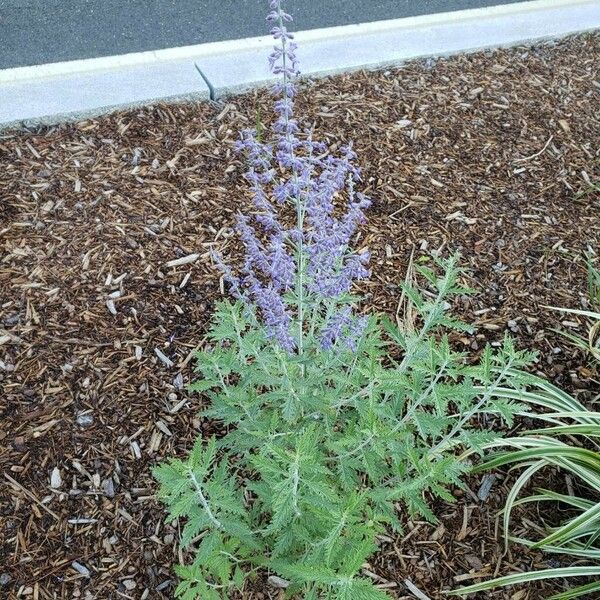 Salvia abrotanoides 整株植物