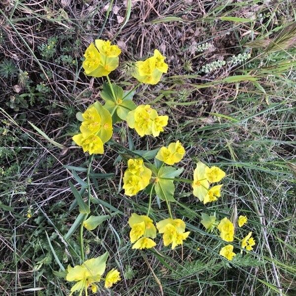 Euphorbia serrata 葉