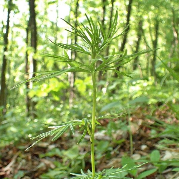 Aconitum anthora आदत