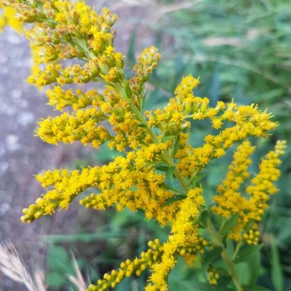 Solidago rugosa Flower