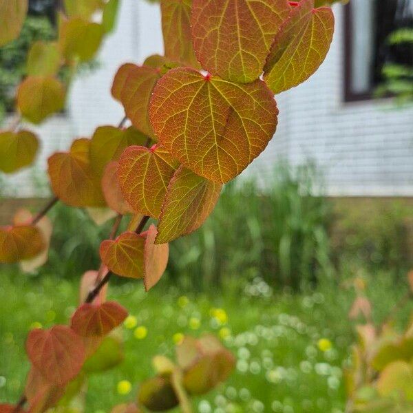 Cercidiphyllum japonicum Liść